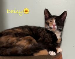 Daisy image 2