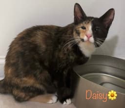 Daisy image 3