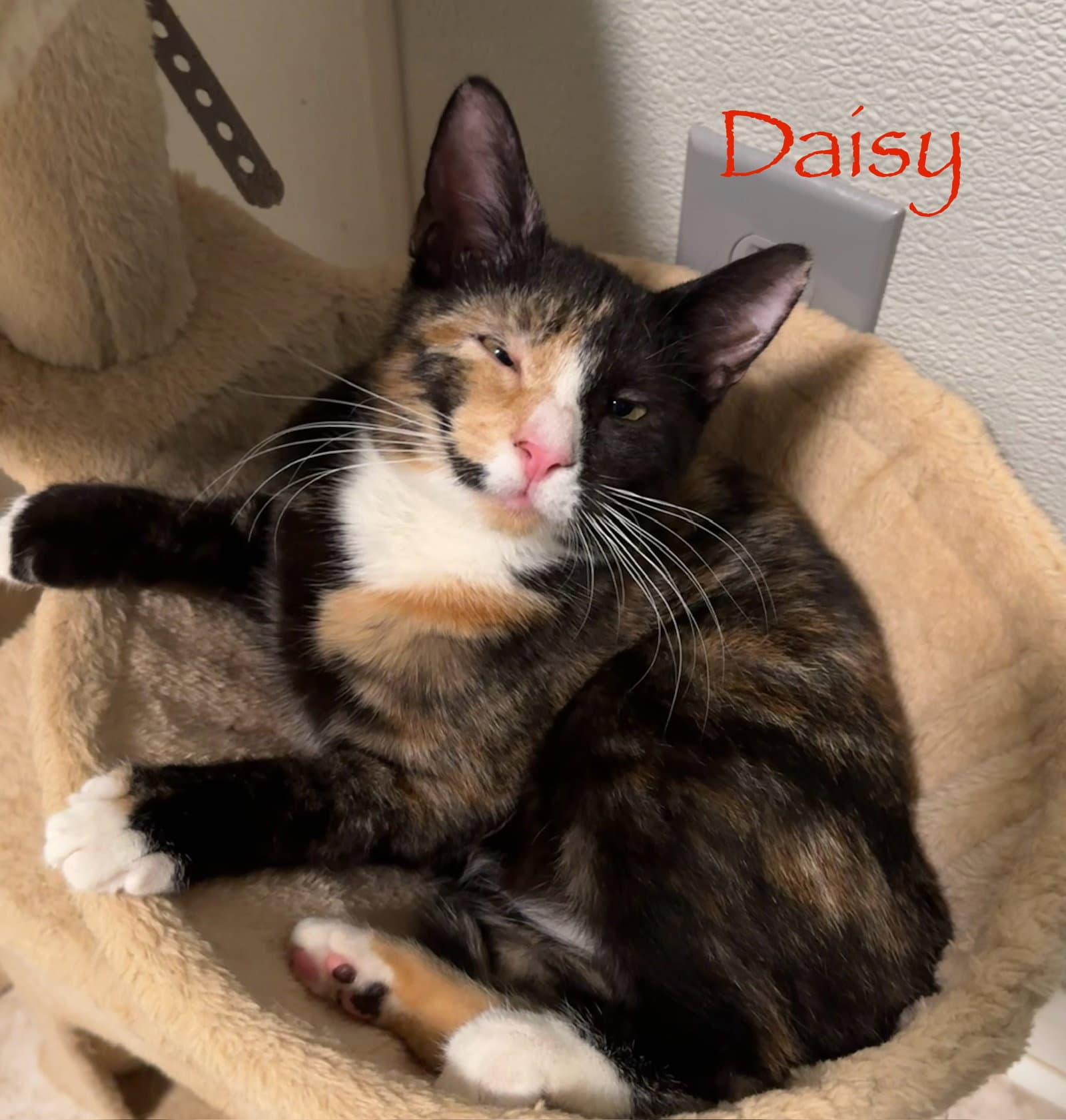 Daisy - Calico