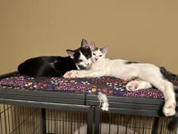 Acer image 3