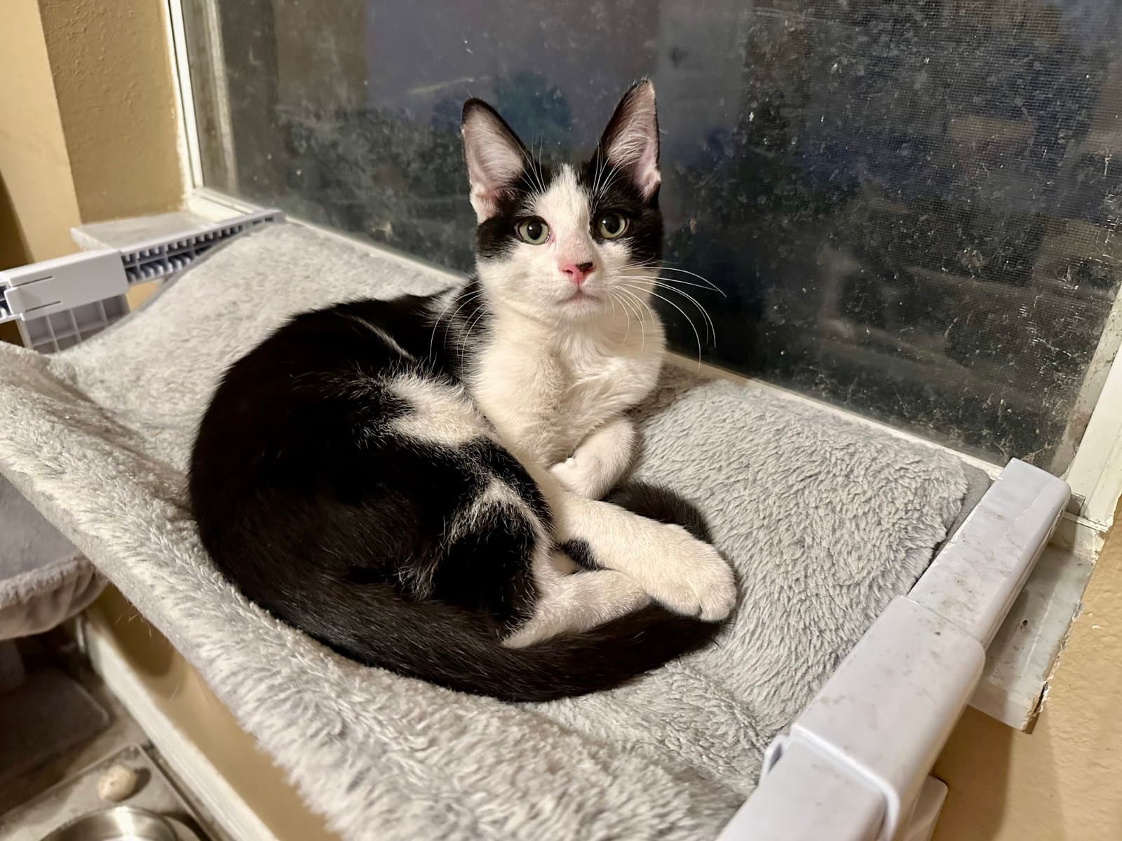 Acer - Domestic Short Hair