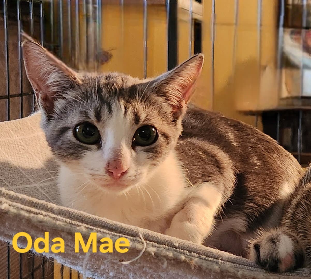 Oda Mae - Domestic Short Hair