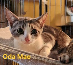 Oda Mae image 4