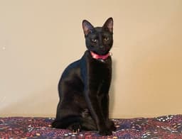 Mimi image 2