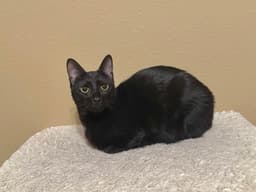 Mimi image 1