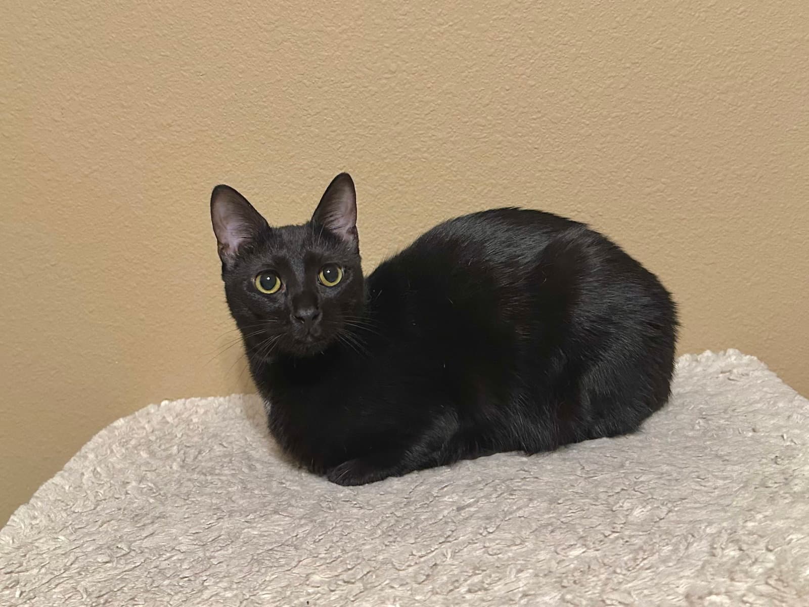 Mimi - Domestic Short Hair