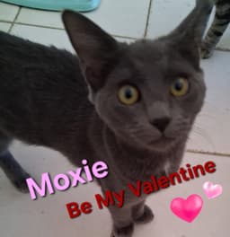Moxie image 2