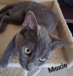 Moxie image 3