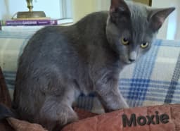 Moxie image 4