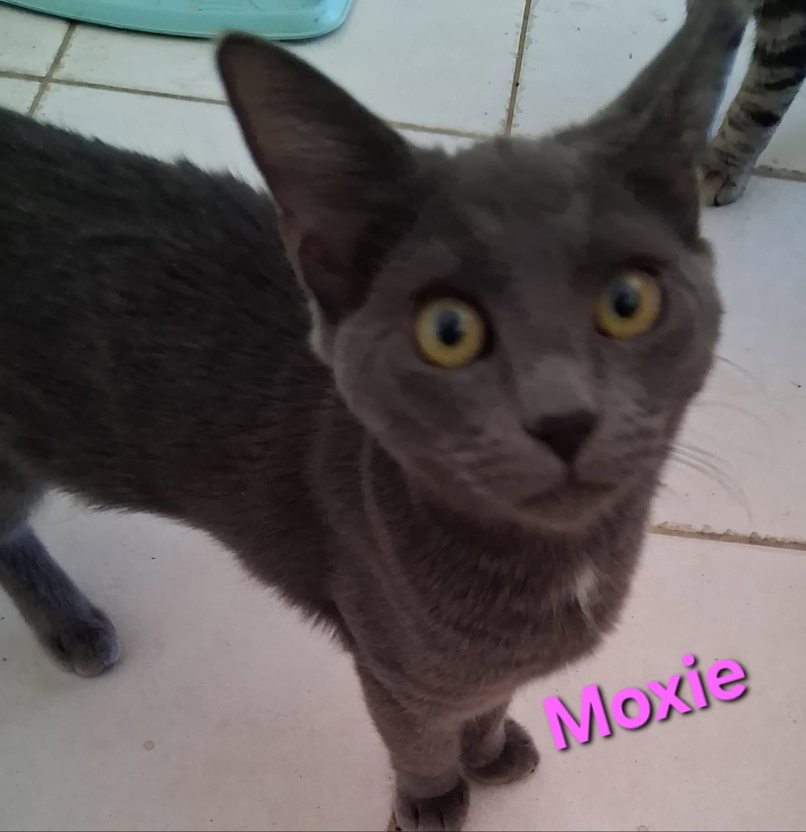 Moxie - Domestic Short Hair
