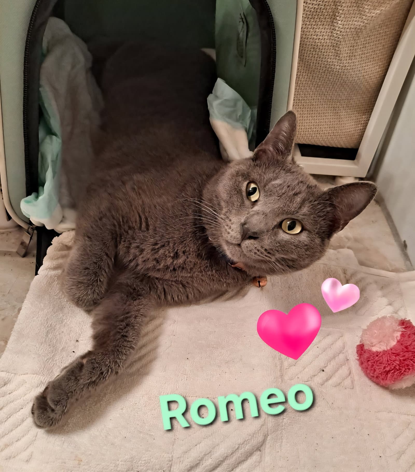 Romeo - Domestic Short Hair