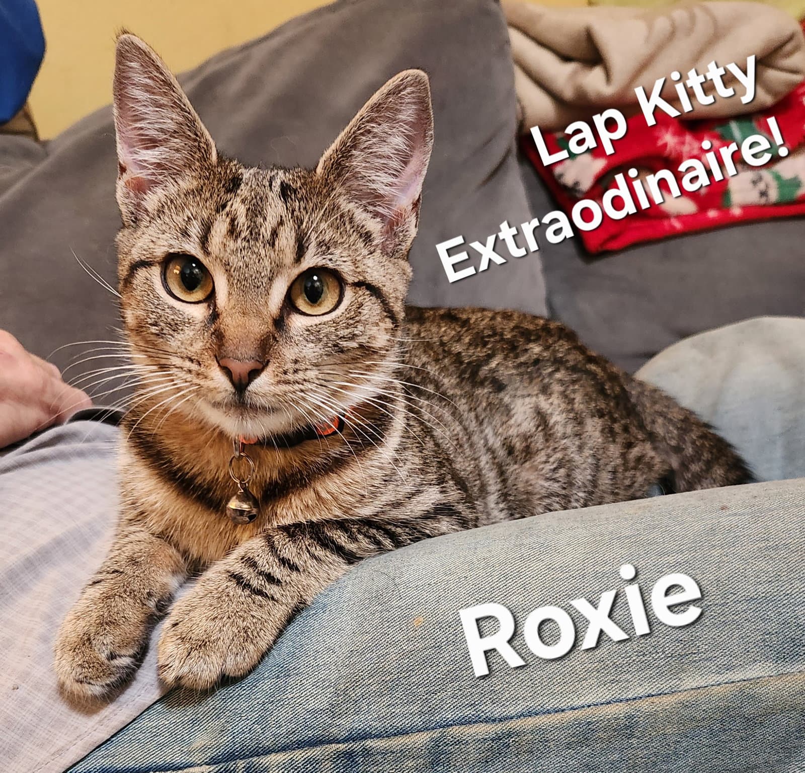Roxie - Domestic Short Hair