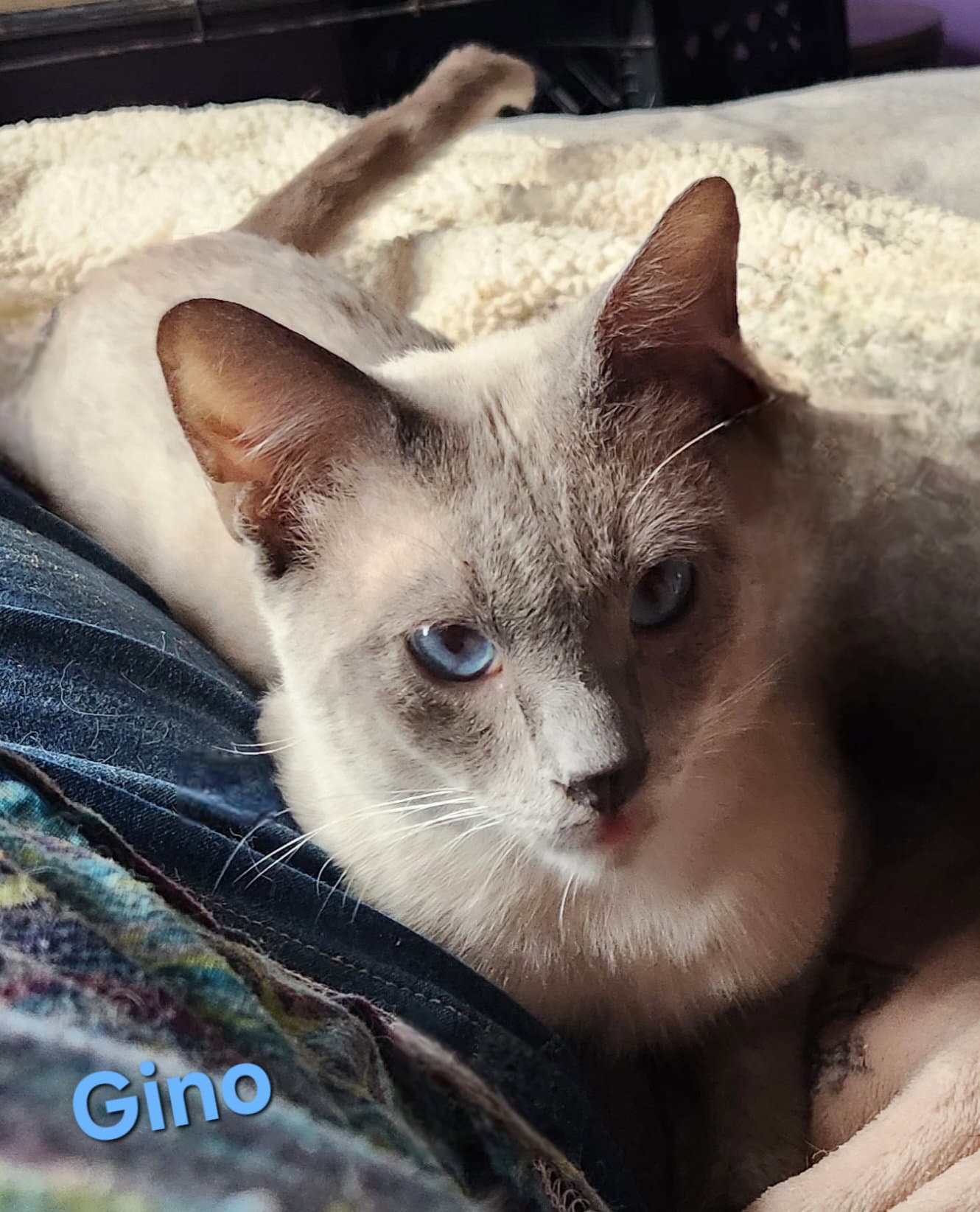 Gino - Siamese