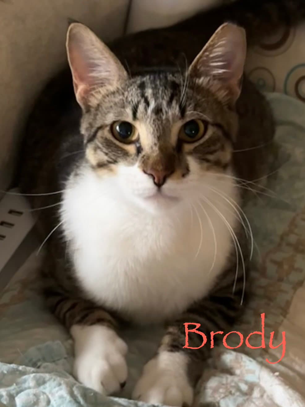 Brody - Domestic Short Hair