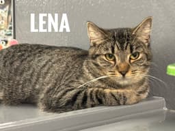 Lena image 1