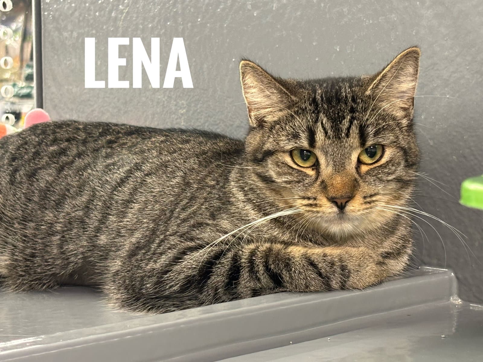 Lena - Domestic Short Hair