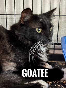 Goatee image 1