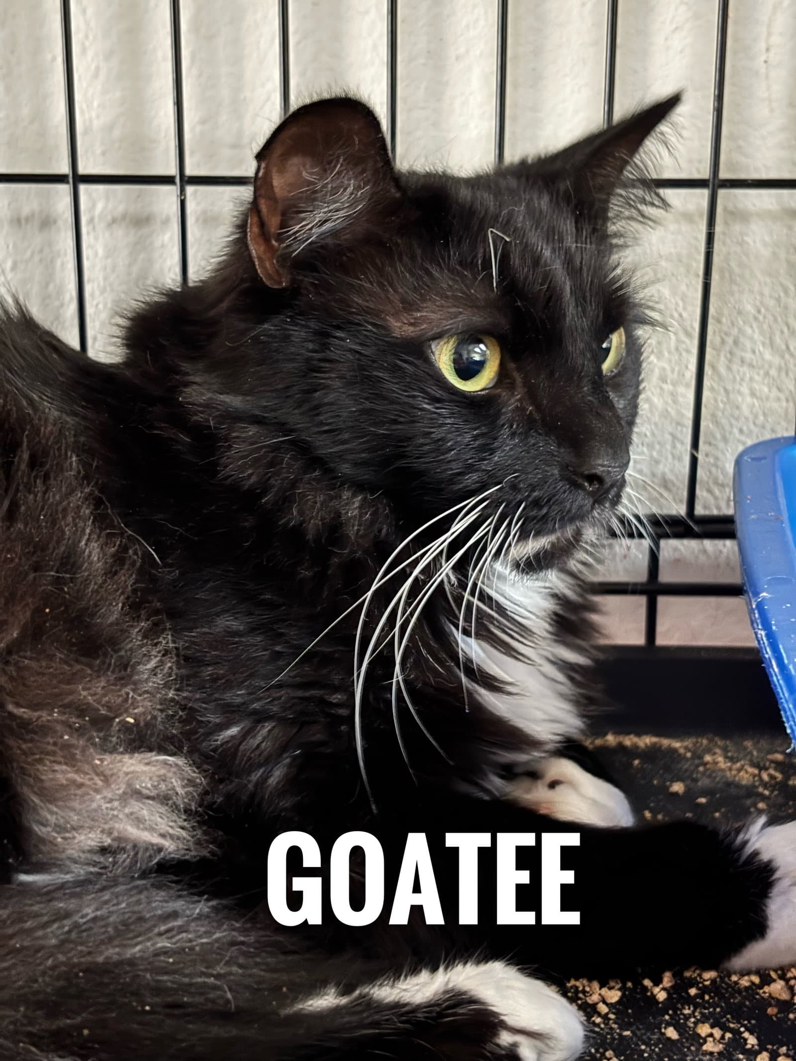 Goatee - Domestic Long Hair