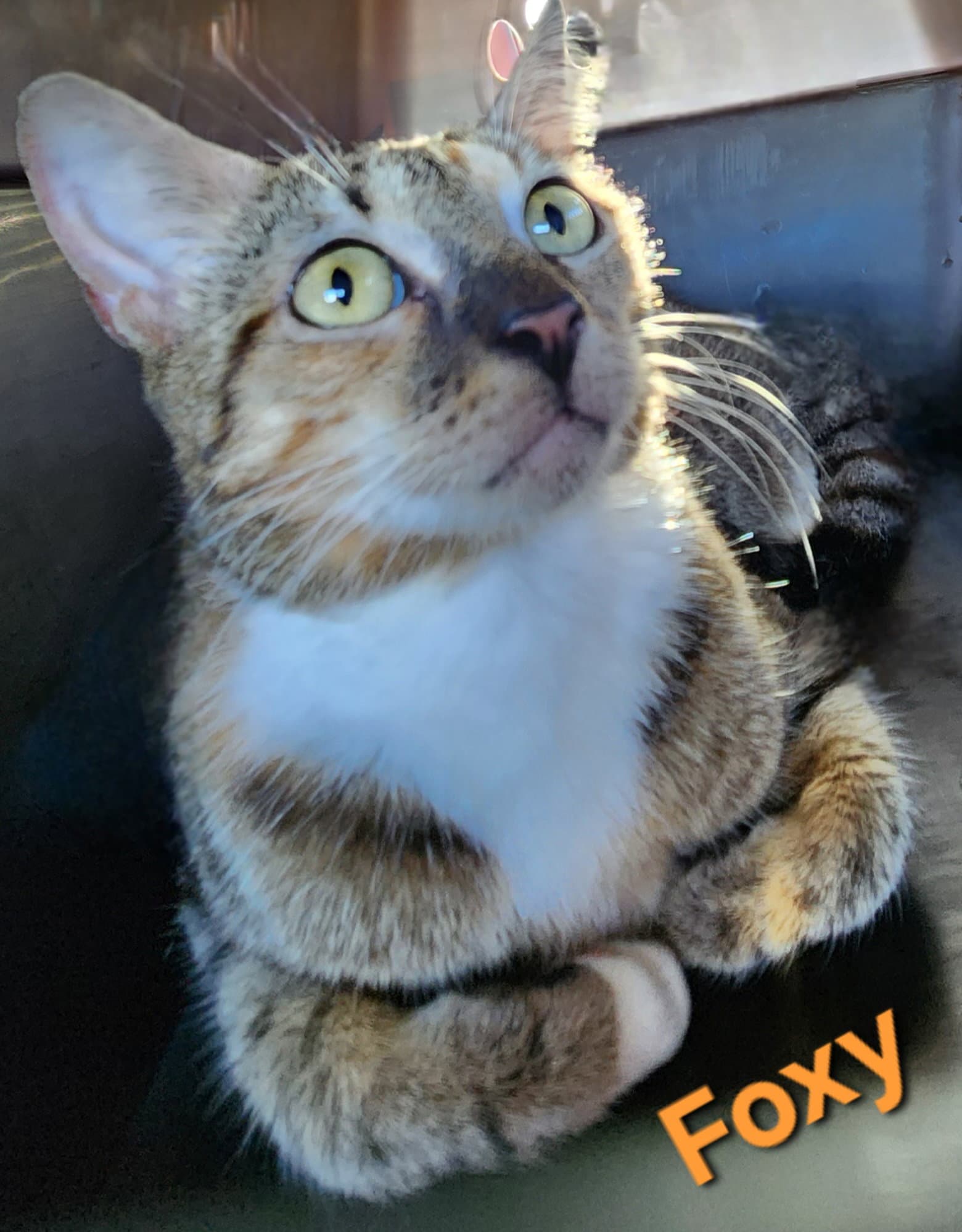 Foxy - Domestic Short Hair