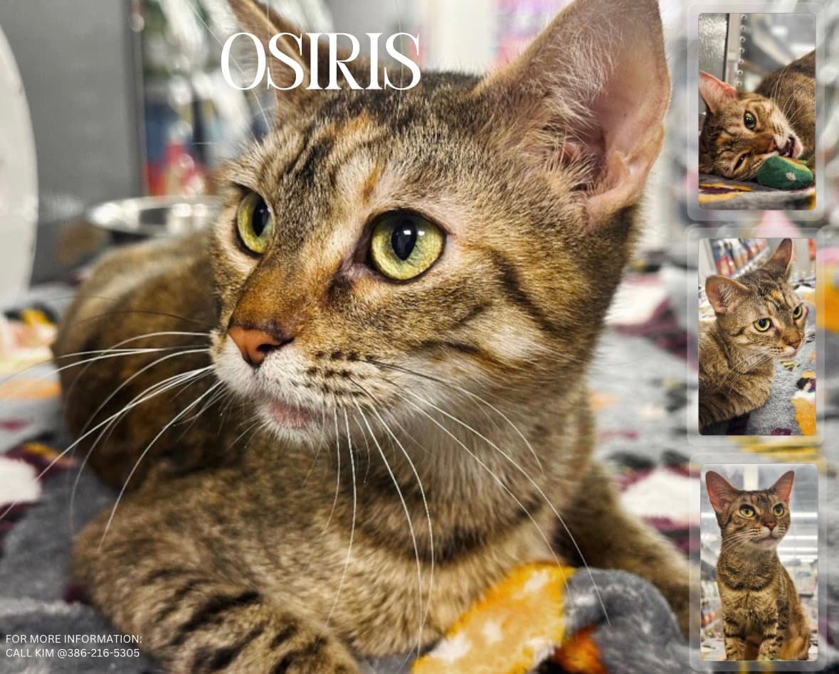 Osiris - Domestic Short Hair