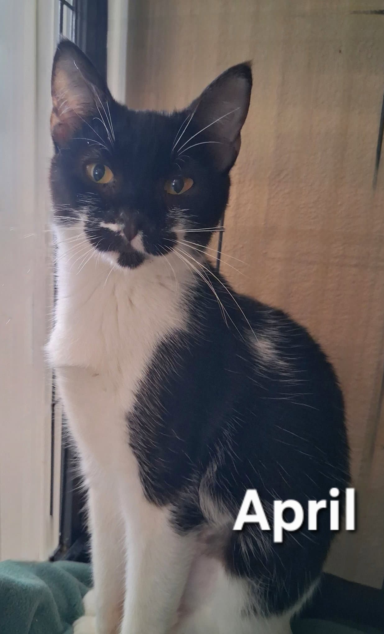 April - Domestic Short Hair