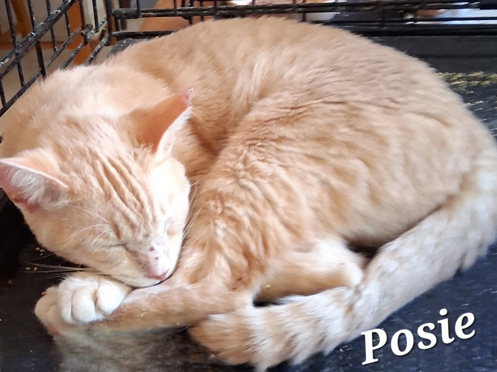 Posie - Domestic Short Hair