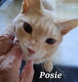 Posie image 2