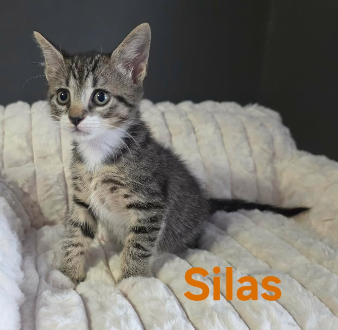Silas - Domestic Short Hair