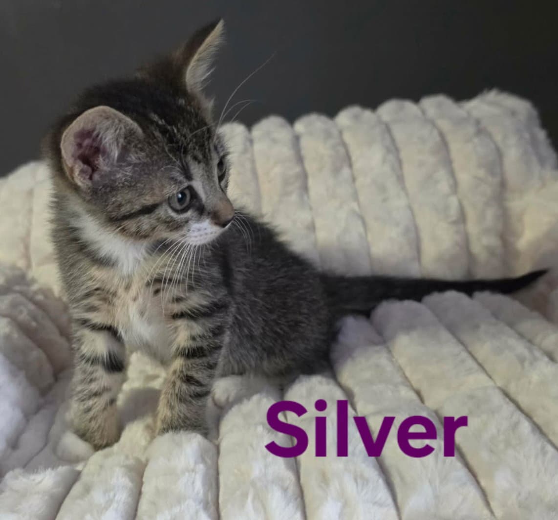 Silver - Domestic Short Hair