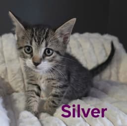 Silver image 2