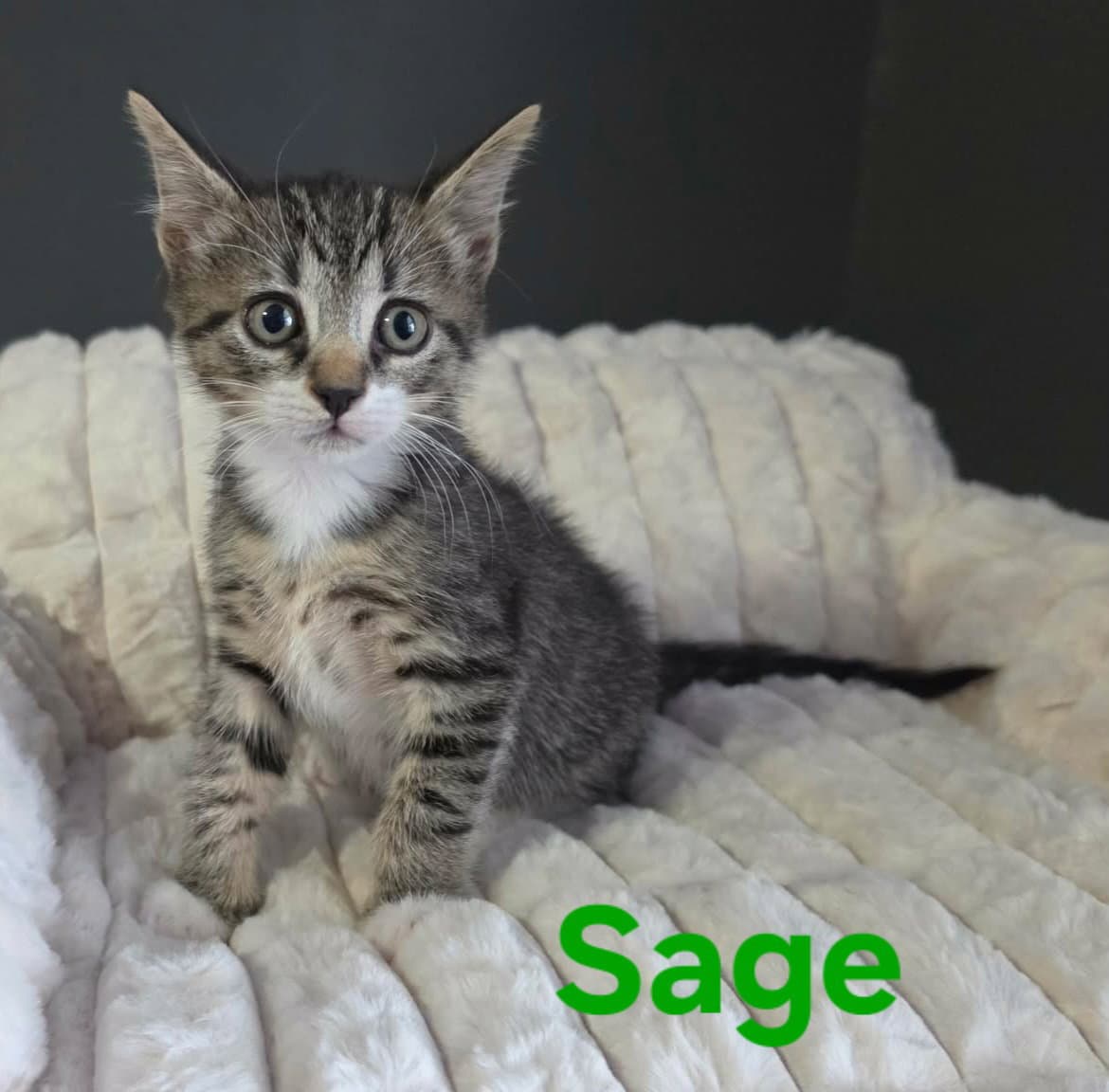 Sage - Domestic Short Hair