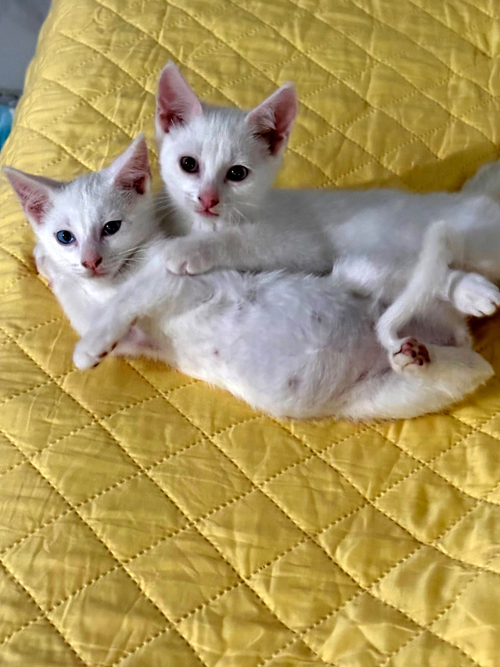 Cowboy - Domestic Short Hair