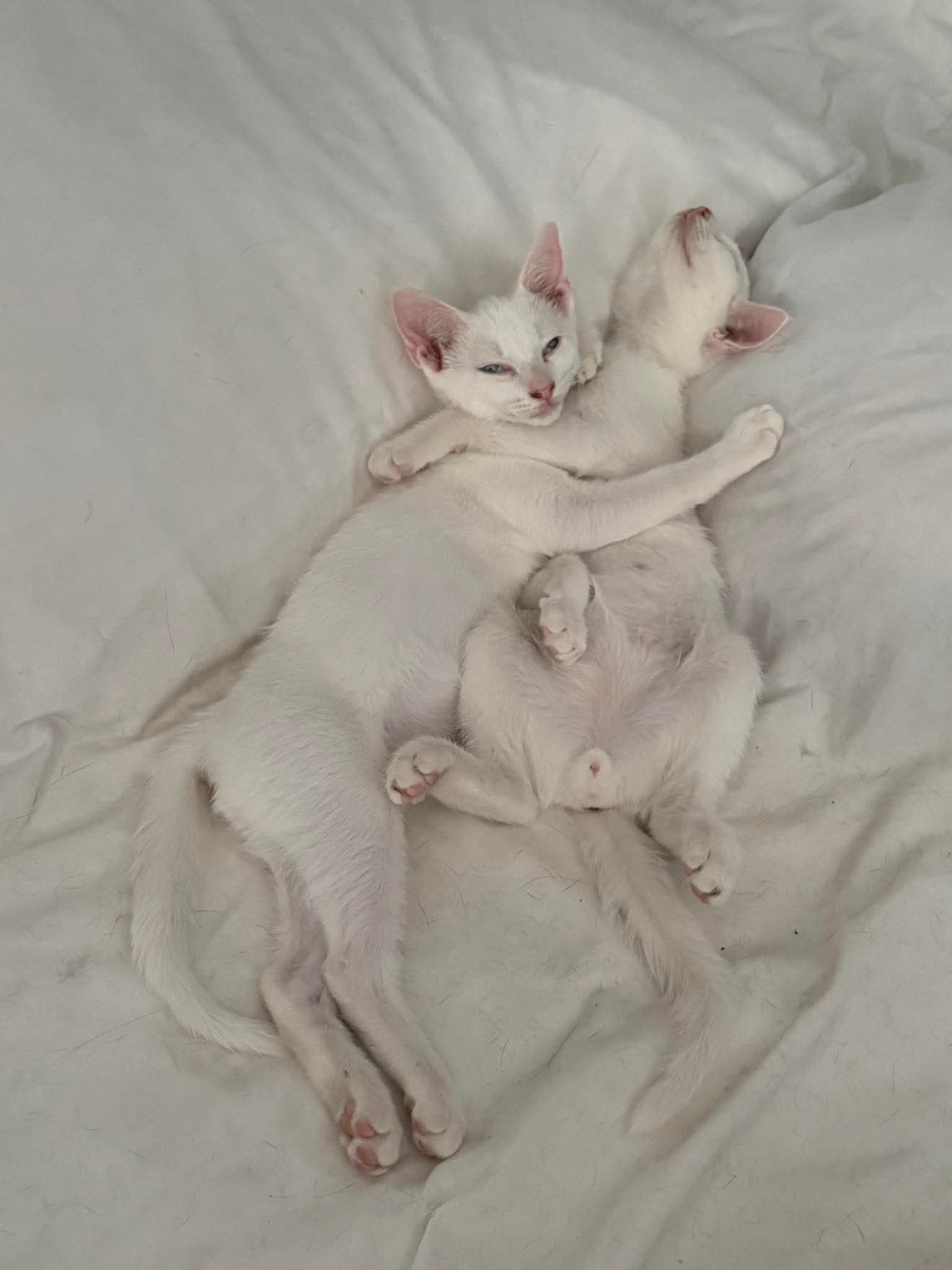 Duke - Domestic Short Hair