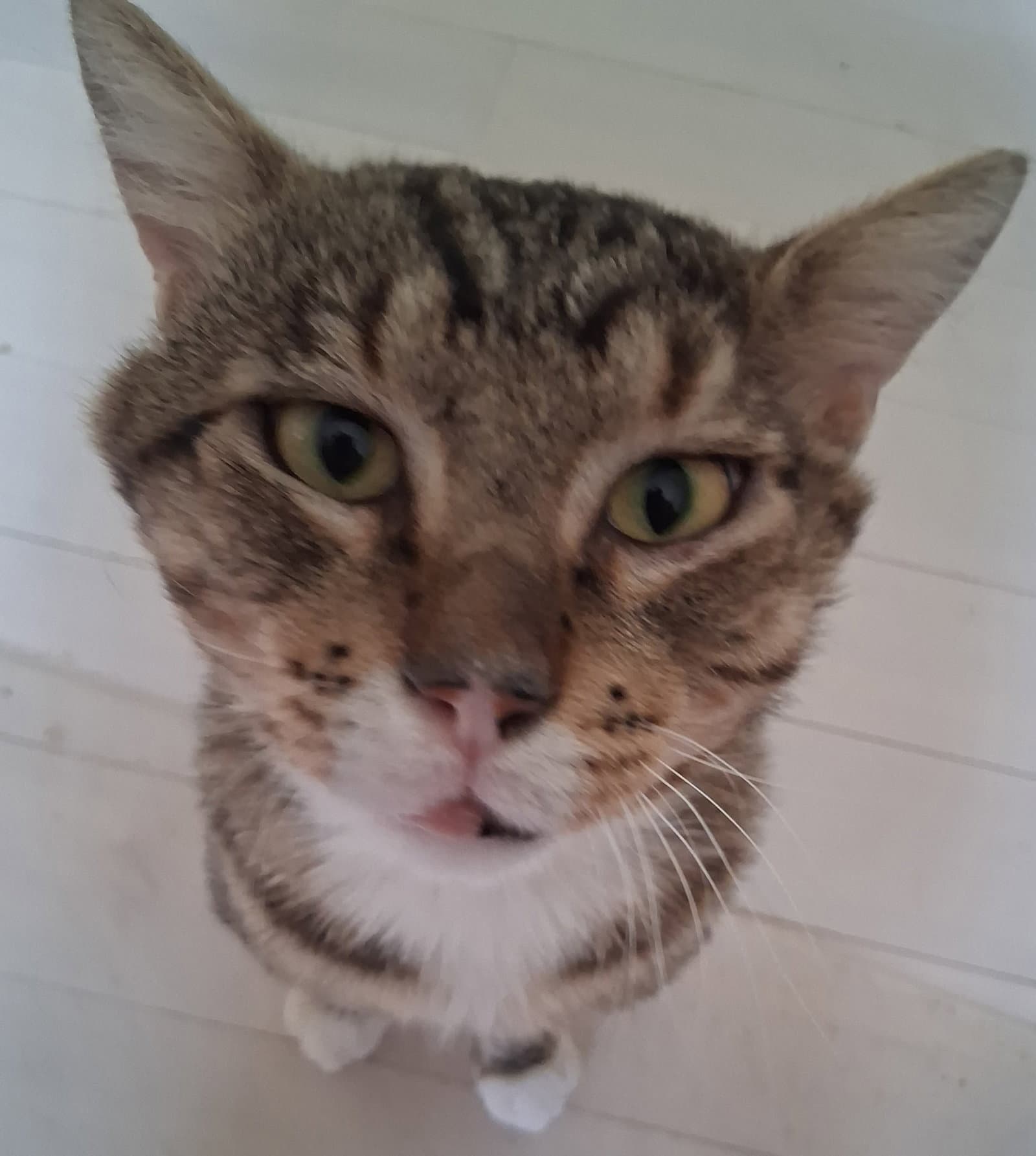 Rambo - Domestic Short Hair