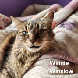 Winnie Winslow image 1
