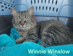 Winnie Winslow image 3