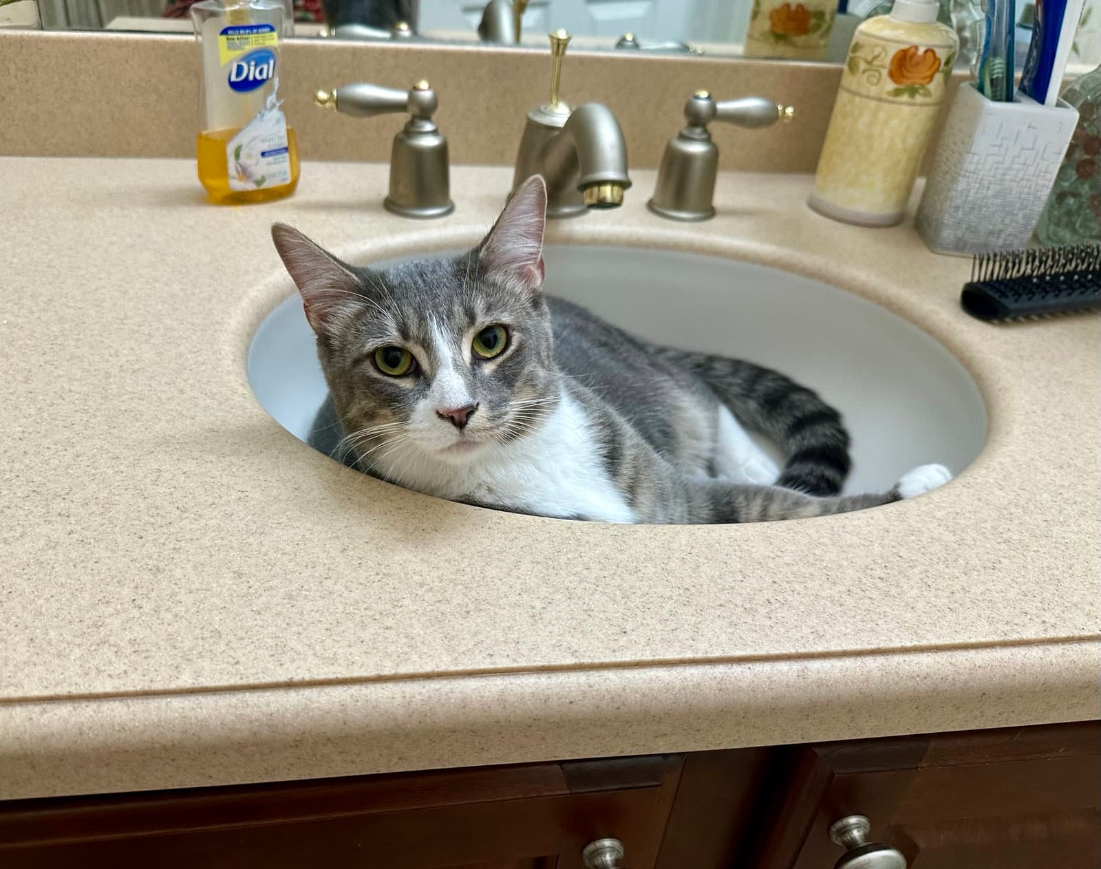 Dutch - Domestic Short Hair