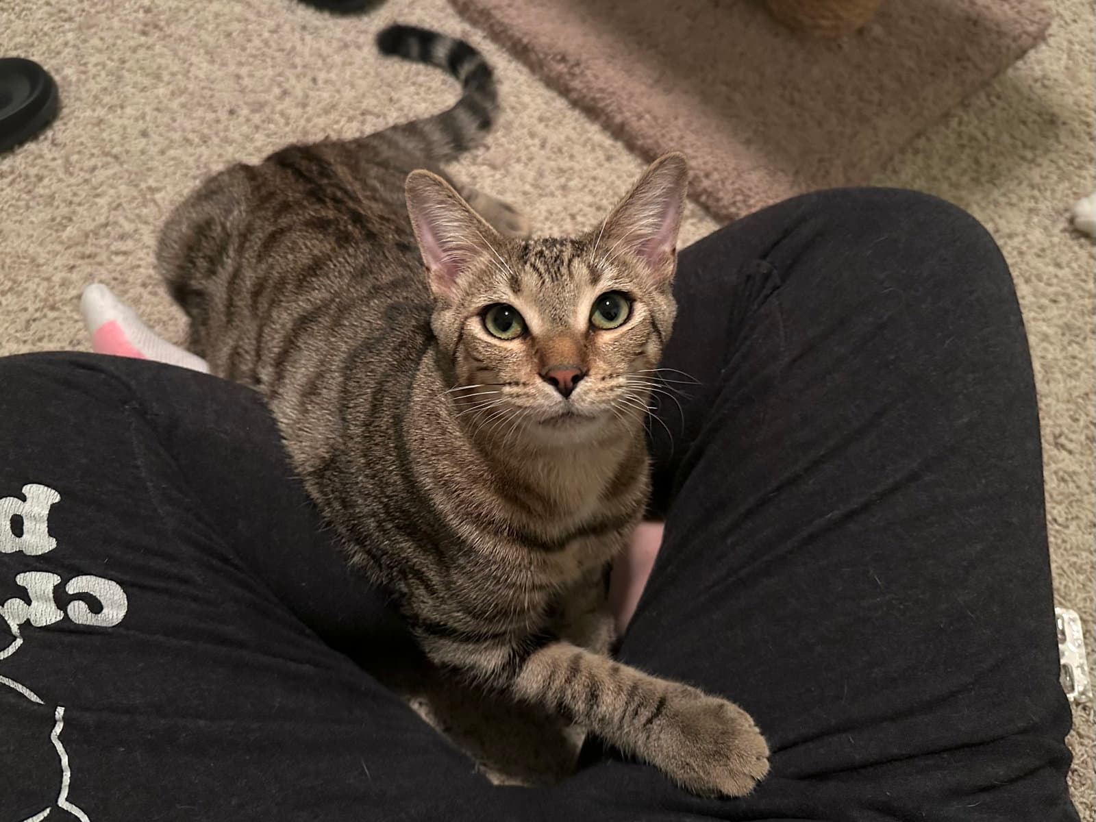 Micah - Domestic Short Hair