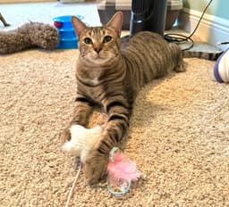 Micah image 2