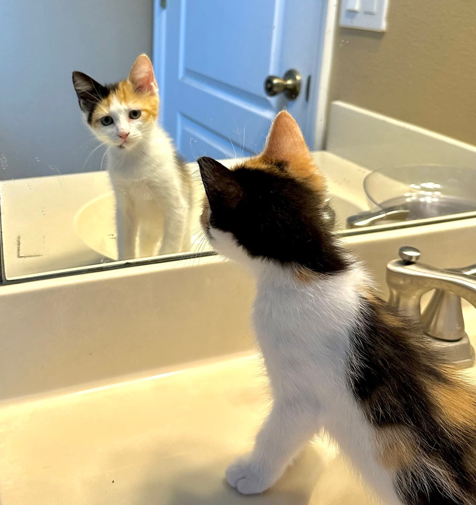 Rainbow - Domestic Short Hair