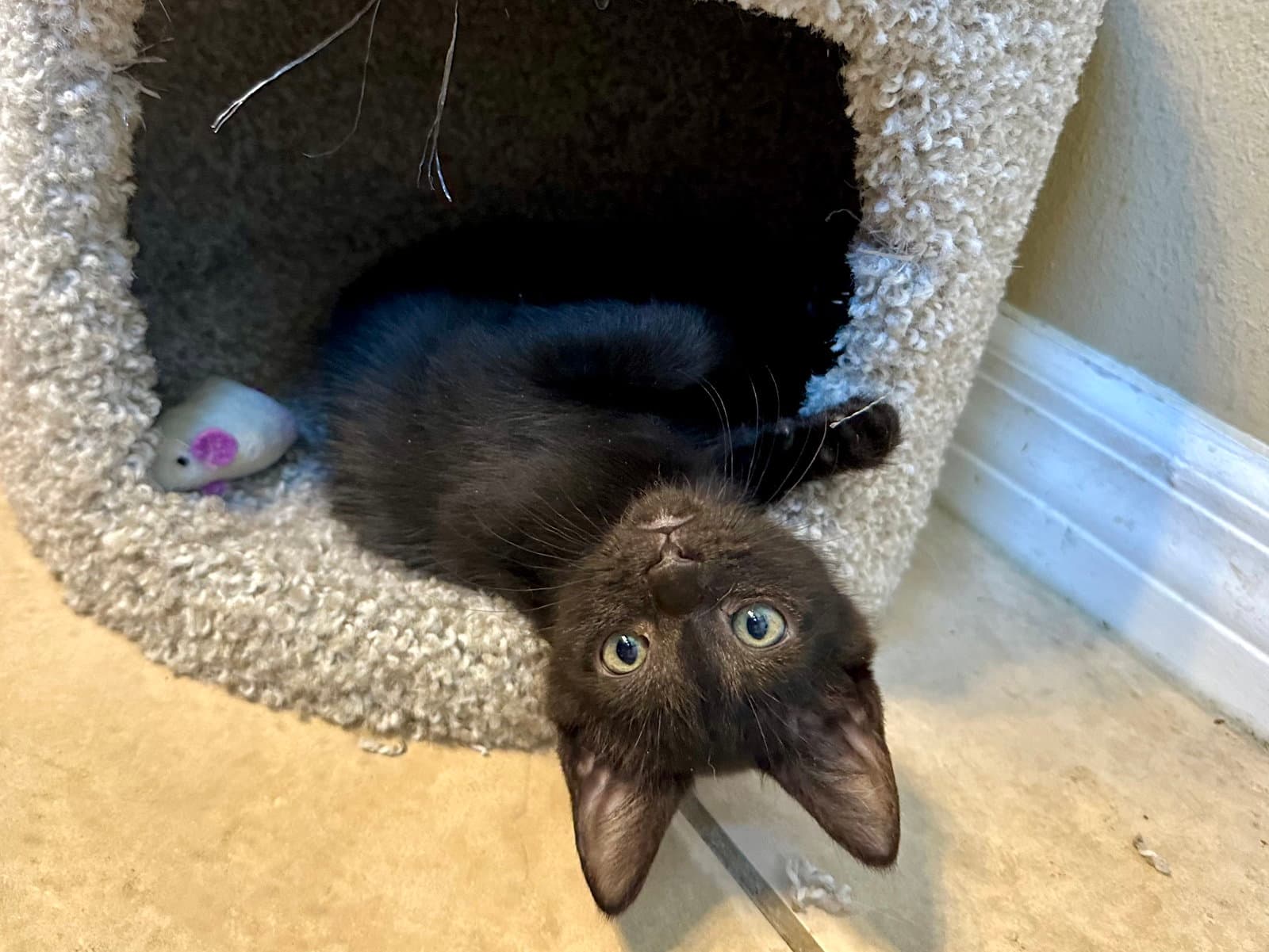 Sprinkles - Domestic Short Hair