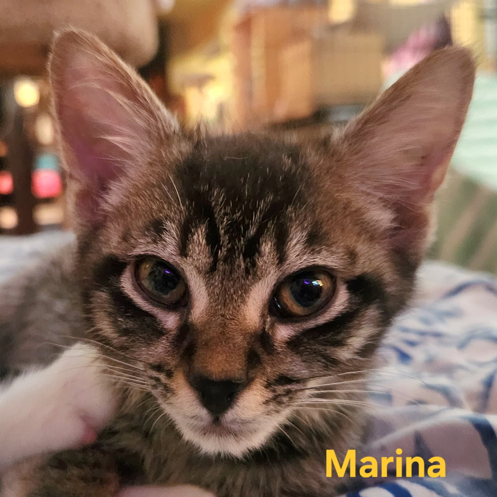 Marina - Domestic Short Hair