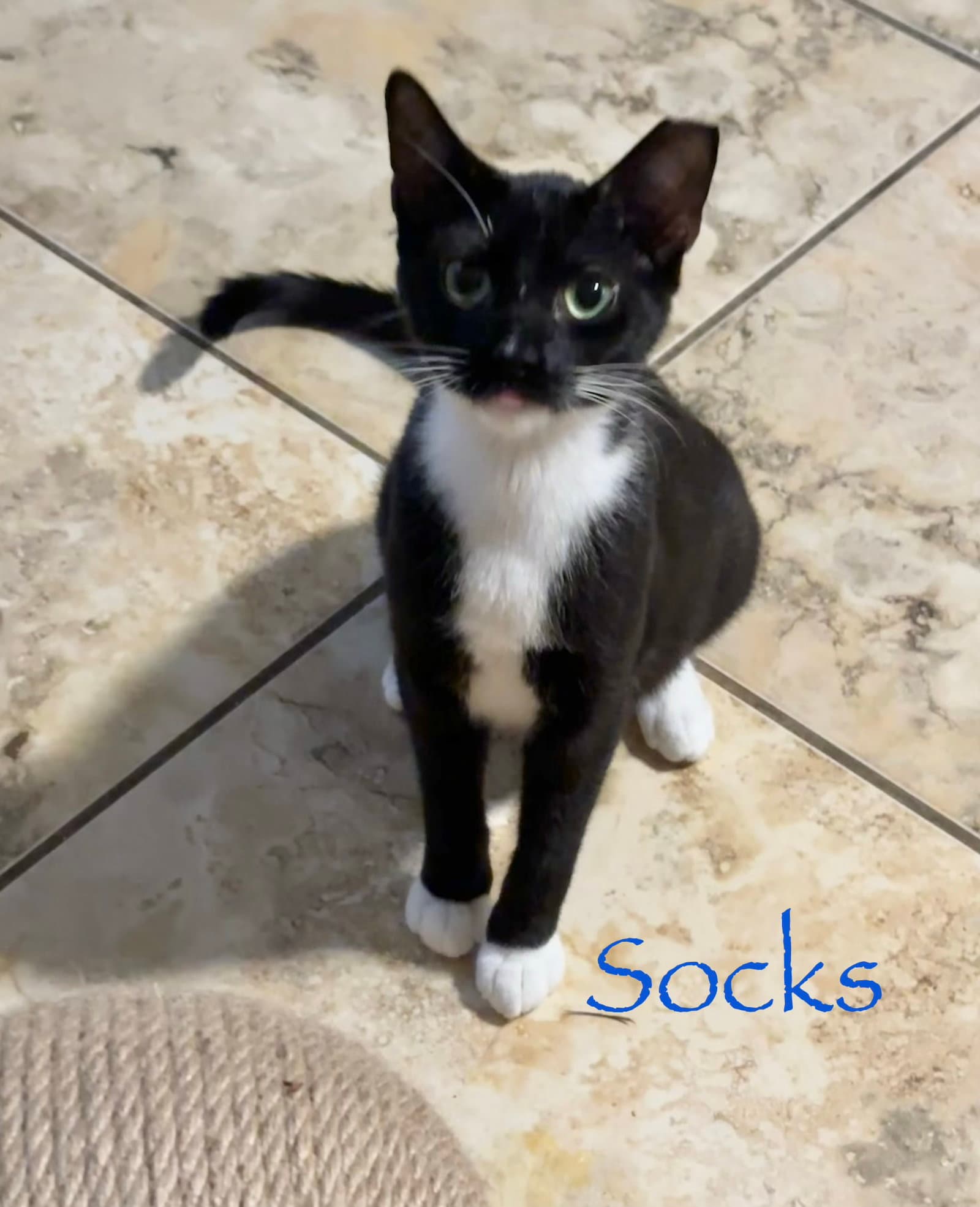 Socks - Domestic Medium Hair