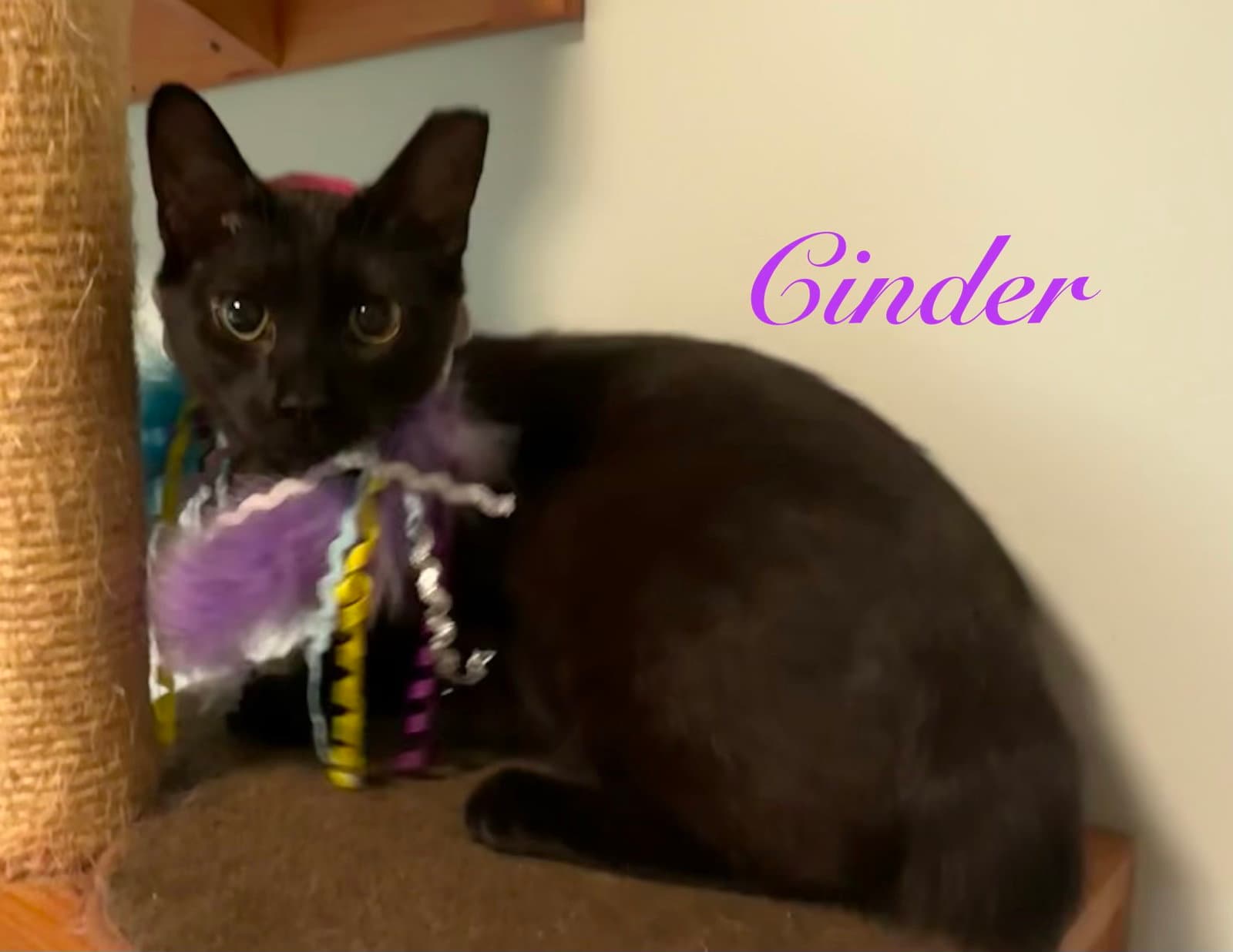 Cinder - Domestic Medium Hair