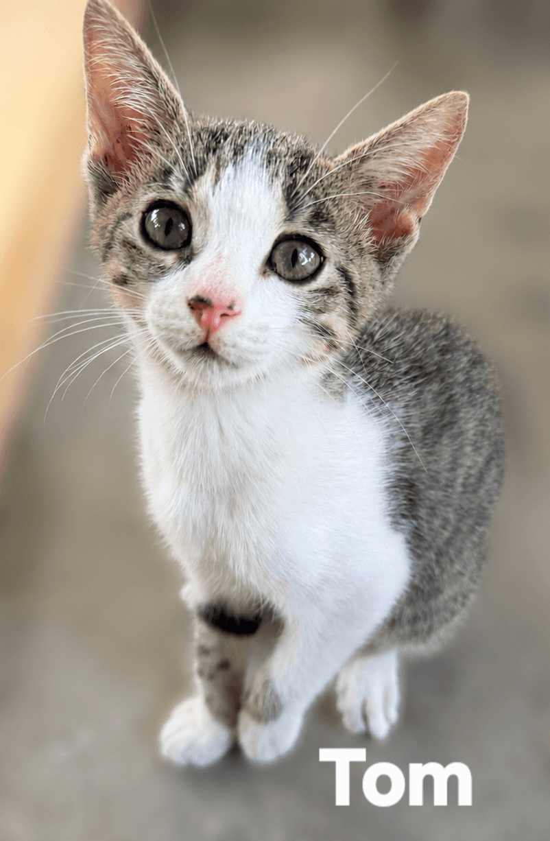 Tom