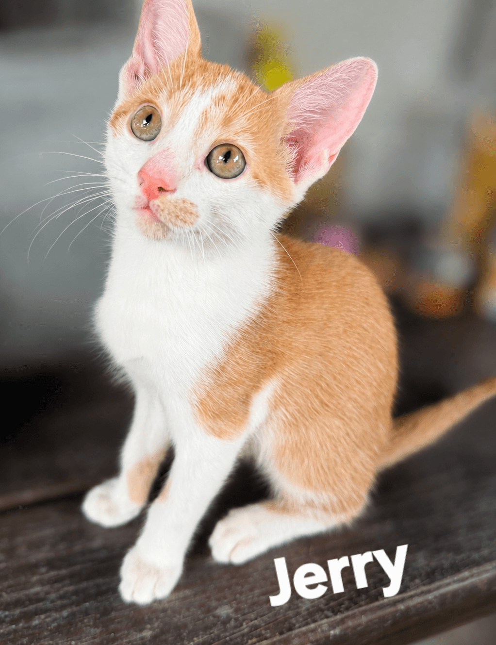 Jerry - Domestic Short Hair