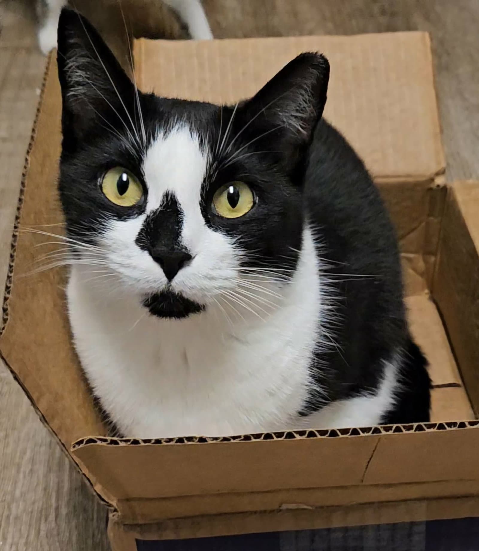 Monet - Domestic Short Hair