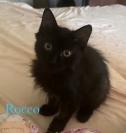 Rocco image 1