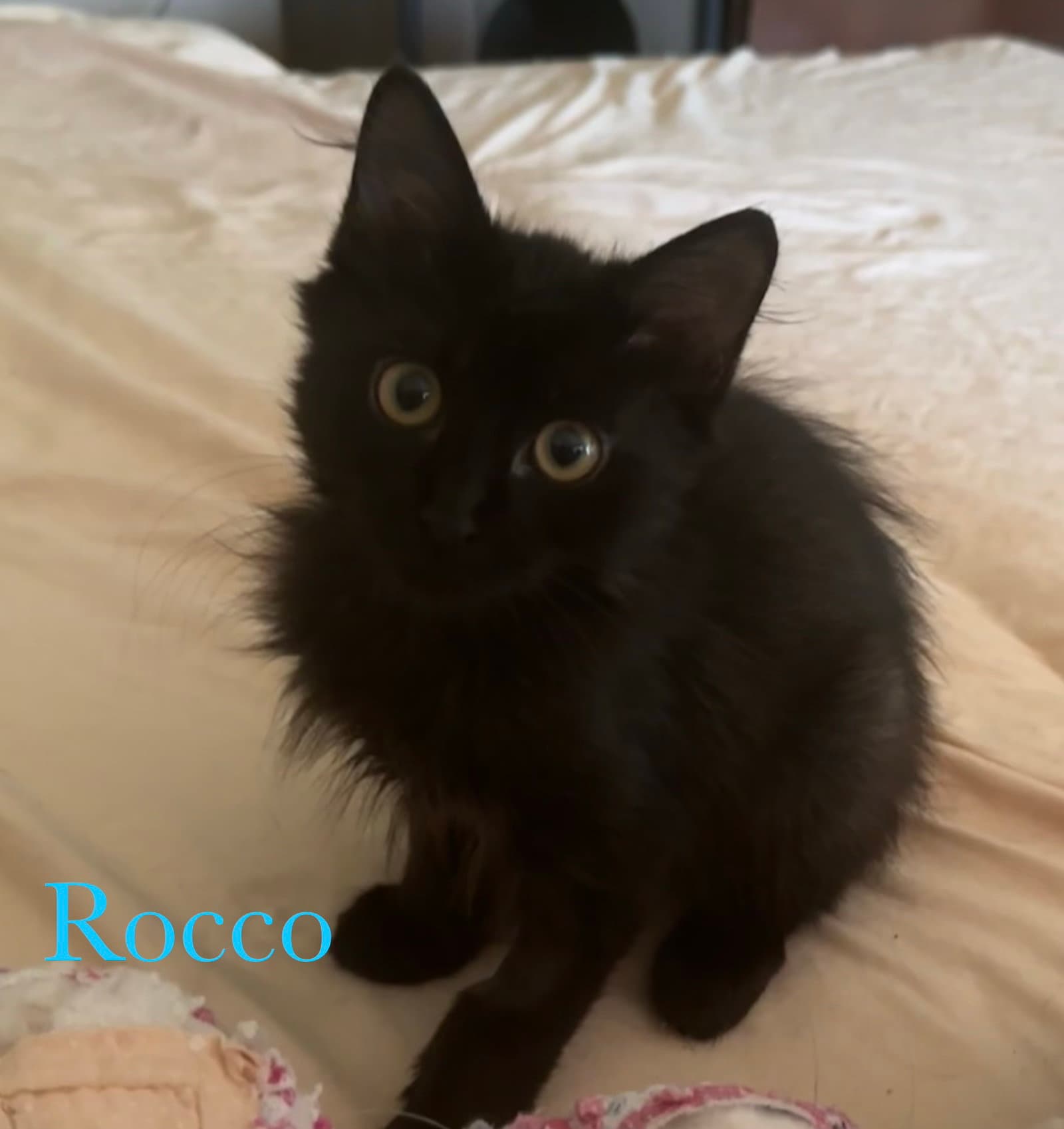 Rocco - Domestic Medium Hair
