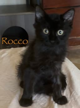 Rocco image 2